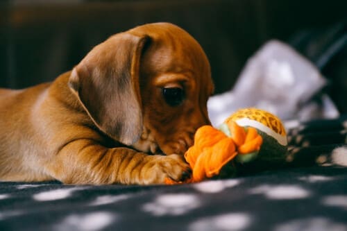 Chiot avec son doudou