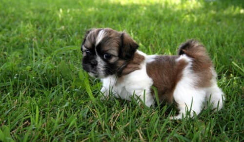 Chiot dans l'herbe