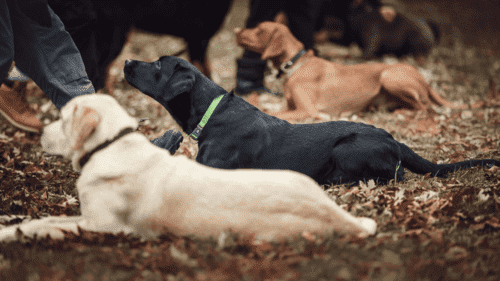 Chien dans la forêt