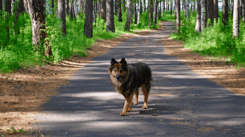 Chien dans la forêt