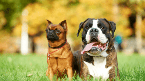 Chien dans la forêt