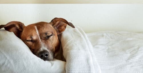 Chiot qui dort