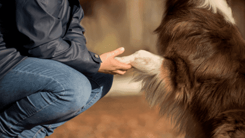 Homme qui tient les pattes d'un chien