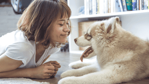 Chien dans la forêt