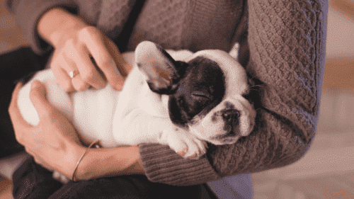 Chien qui lèche un autre chien