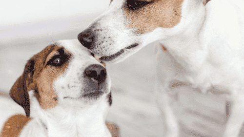 Chien qui lèche un autre chien