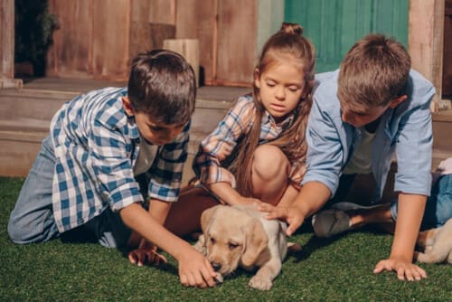 Enfants qui carressent un chiot