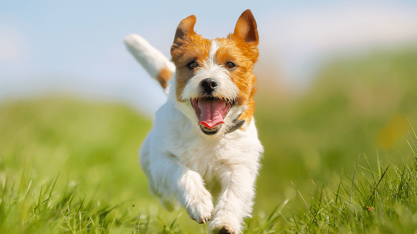 Chiot qui cours dans l'herbe