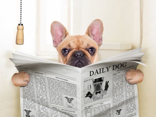 Chien lisant un magasine