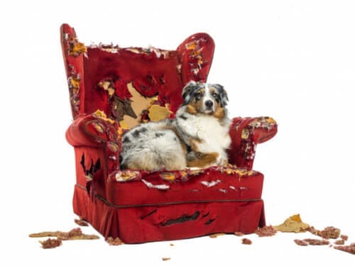 Chien détruisant un fauteuil