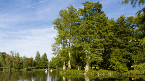 Foret