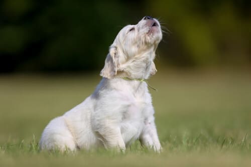 Enfants qui carressent un chiot