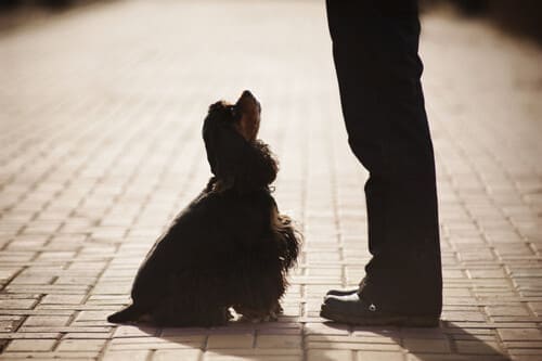 Chiot au pied