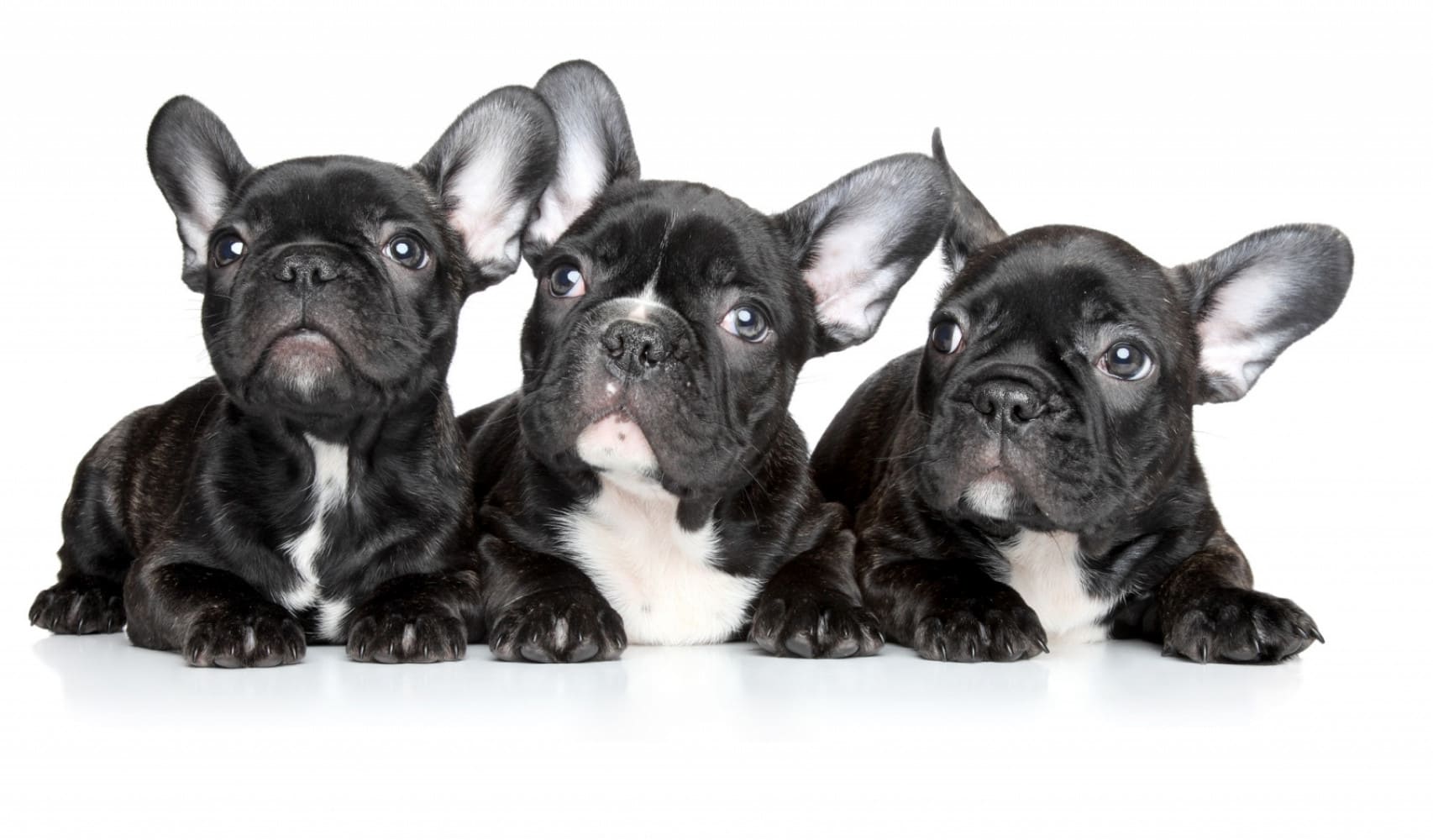 trois chiens