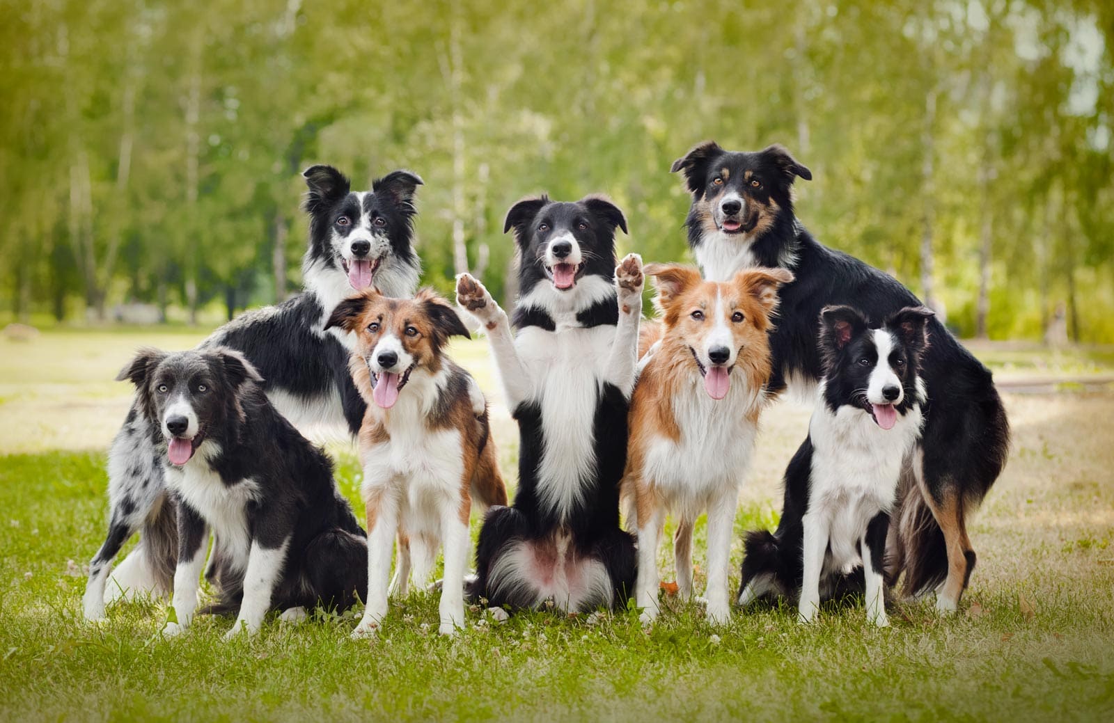 Sept chiens