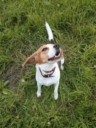 Chien avec un collier