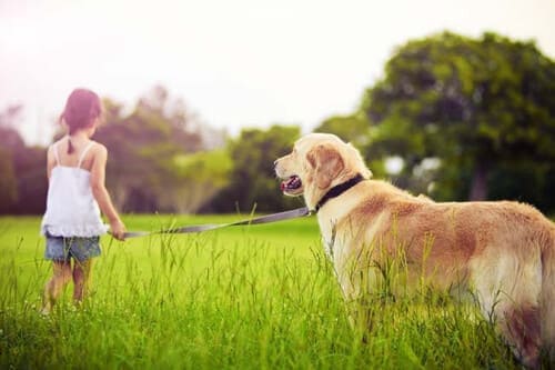 Petite fille tenant un Golden retriever en laisse