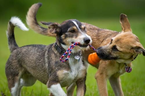 Deux chiens jouant ensembles