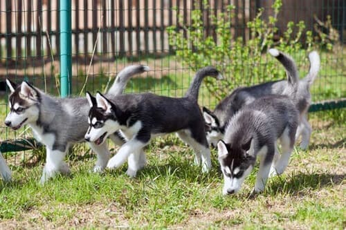 Quatres jeunes Husky