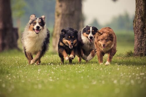 Chiens courant ensembles