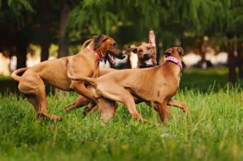 Chiens courant ensembles