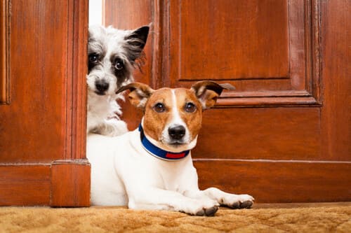 Deux chiens dans l'ouverture d'une porte